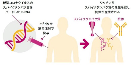 新型コロナウイルス抗体測定